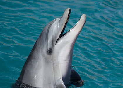 dolphin-sea-marine-smart-thumb.jpg