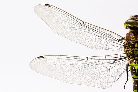 dragonfly-insect-animal-wing-thumb.jpg