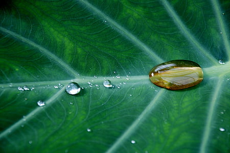 drops-plant-leaves-water-plant-natural-thumb.jpg