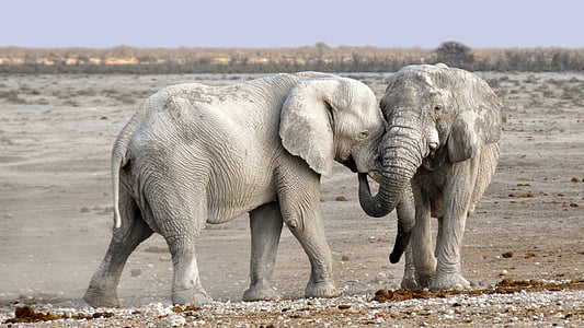 elephant-africa-namibia-nature-thumb.jpg