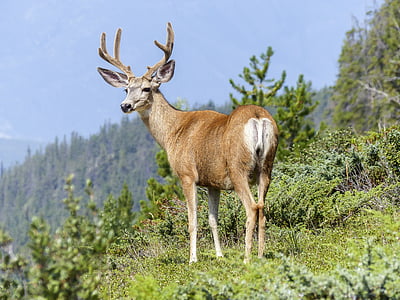 elk-wildlife-nature-animal-thumb.jpg