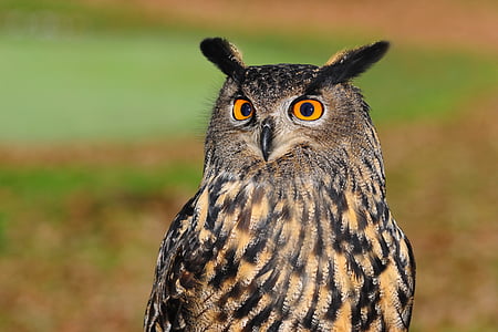 european-eagle-owl-bird-of-prey-owl-bird-thumb.jpg