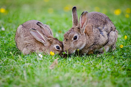european-rabbits-bunnies-grass-wildlife-thumb.jpg
