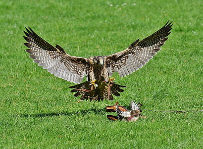 falcon-wildpark-poing-approach-prey-thumb.jpg