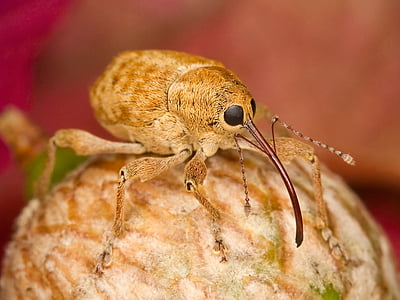 filbert-weevil-bug-insect-close-up-thumb.jpg