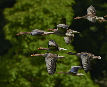 flock-of-birds-canada-geese-geese-wing-thumb.jpg