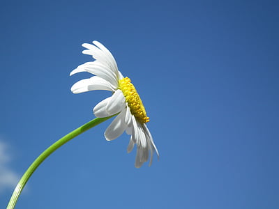 flower-daisy-white-flowers-thumb.jpg