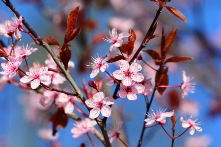 胸外心脏按压，这10点细节要注意