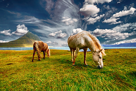 horses-landscape-nature-field-thumb.jpg
