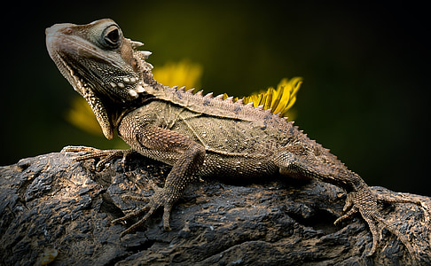 lizard-dandelion-reptile-forest-dragon-thumb.jpg