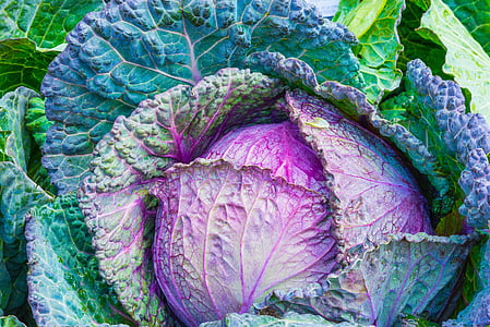 cabbage-vegetable-power-green-thumb.jpg