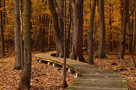 fall-leaves-trail-foliage-thumb.jpg