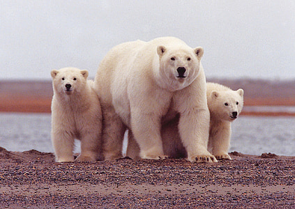 polar-bear-female-cubs-wildlife-thumb.jpg