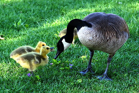 canada-goose-mother-s-day-fluffy-babys-thumb.jpg