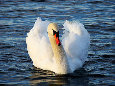 swan-bird-animal-water-thumb.jpg