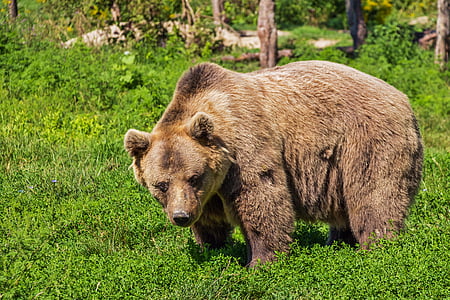 bear-brown-bear-animal-teddy-bear-thumb.jpg