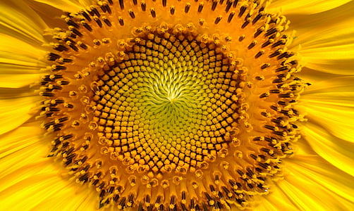 sunflower-flowers-helianthus-sun-thumb.jpg