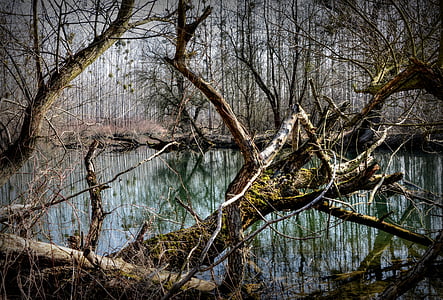 forest-luhy-the-floodplain-water-thumb.jpg