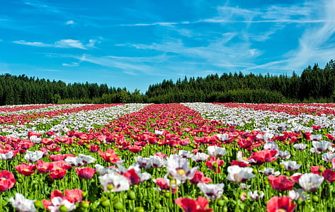 poppy-field-of-poppies-flower-flowers-thumb.jpg