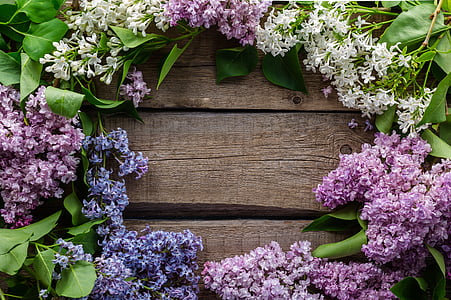 background-lilac-flowers-postcard-thumb.jpg