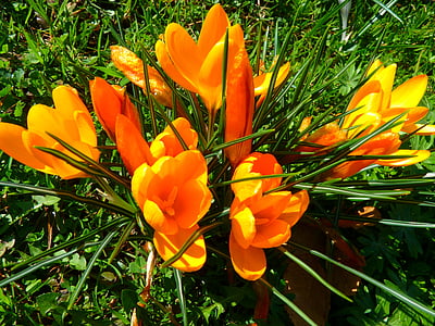 crocus-flower-spring-bühen-thumb.jpg