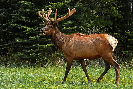 elk-deer-wildlife-antlers-thumb.jpg