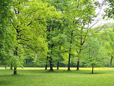 germany-nature-trees-foliage-thumb.jpg