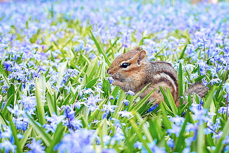 chipmunk-spring-field-meadow-thumb.jpg