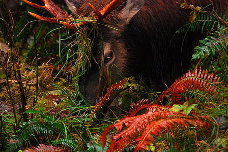elk-portrait-autumn-forest-thumb.jpg