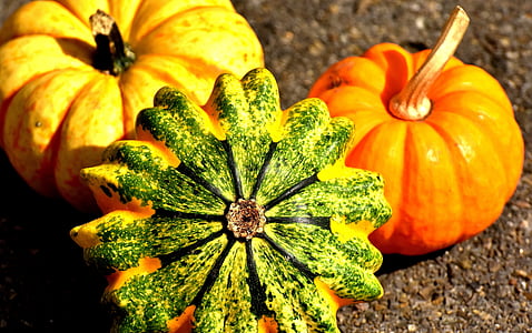 pumpkins-colorful-autumn-decoration-thumb.jpg