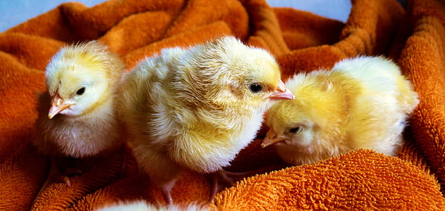 chicks-animal-fluffy-poultry-thumb.jpg