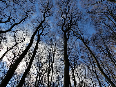 forest-sky-winter-landscape-thumb.jpg