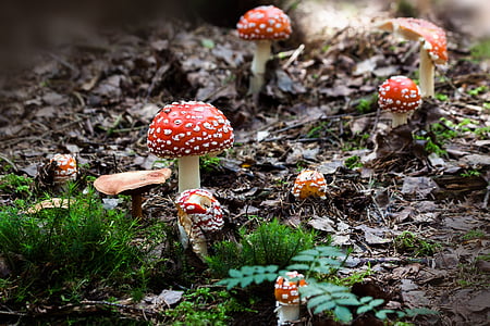 matryoshka-amanita-muscaria-mushroom-hat-thumb.jpg