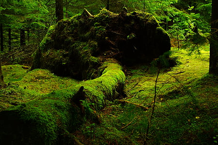forest-moss-norway-nature-thumb.jpg