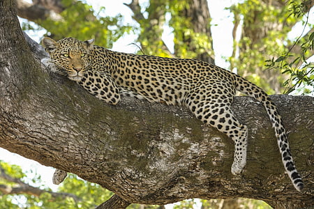 leopard-wildcat-big-cat-safari-thumb.jpg
