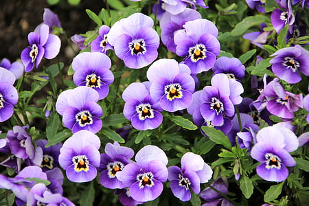 flowers-plant-purple-pansy-thumb.jpg