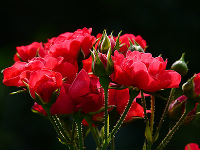 red-roses-rose-roses-back-light-thumb.jpg