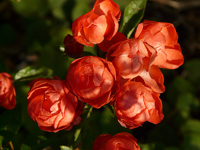 rose-bud-rose-flower-rose-rosebush-thumb.jpg