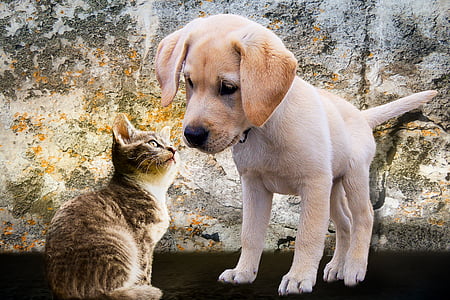 animals-dog-cat-puppy-thumb.jpg
