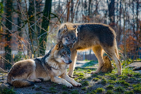 wolves-love-animal-attention-thumb.jpg