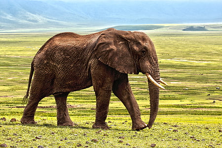 elephant-safari-animal-defence-thumb.jpg