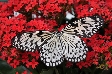 butterfly-white-black-nymph-thumb.jpg