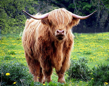 cow-bull-horns-coat-thumb.jpg