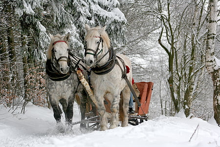 sleigh-ride-horses-the-horse-winter-thumb.jpg