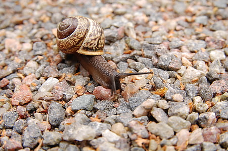 snail-stones-mollusc-conch-thumb.jpg