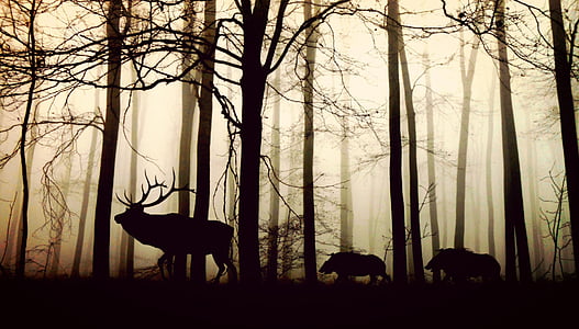 forest-fog-hirsch-wild-boars-thumb.jpg