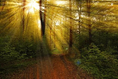 rays-forest-nature-landscape-thumb.jpg