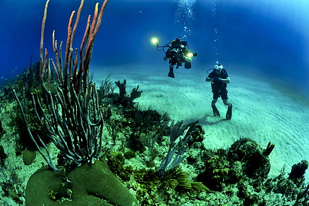 divers-scuba-reef-underwater-thumb.jpg