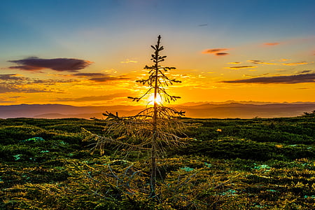 sunset-tree-nature-sun-thumb (1).jpg