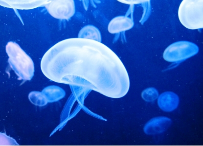 1662100456080022845.jpg 1-1F50415445QP (1).jpg